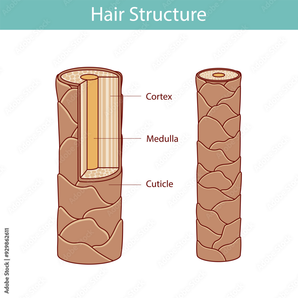 Hair structure layer. illustration in cartoon style, hand drawn Hair structure layer. illustration in cartoon style, hand drawn