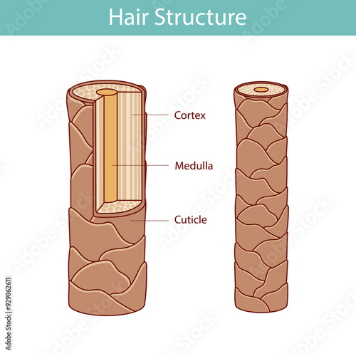 Hair structure layer. illustration in cartoon style, hand drawn