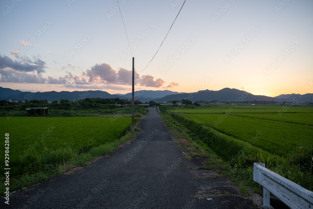 夕暮れ時の田んぼ風景
