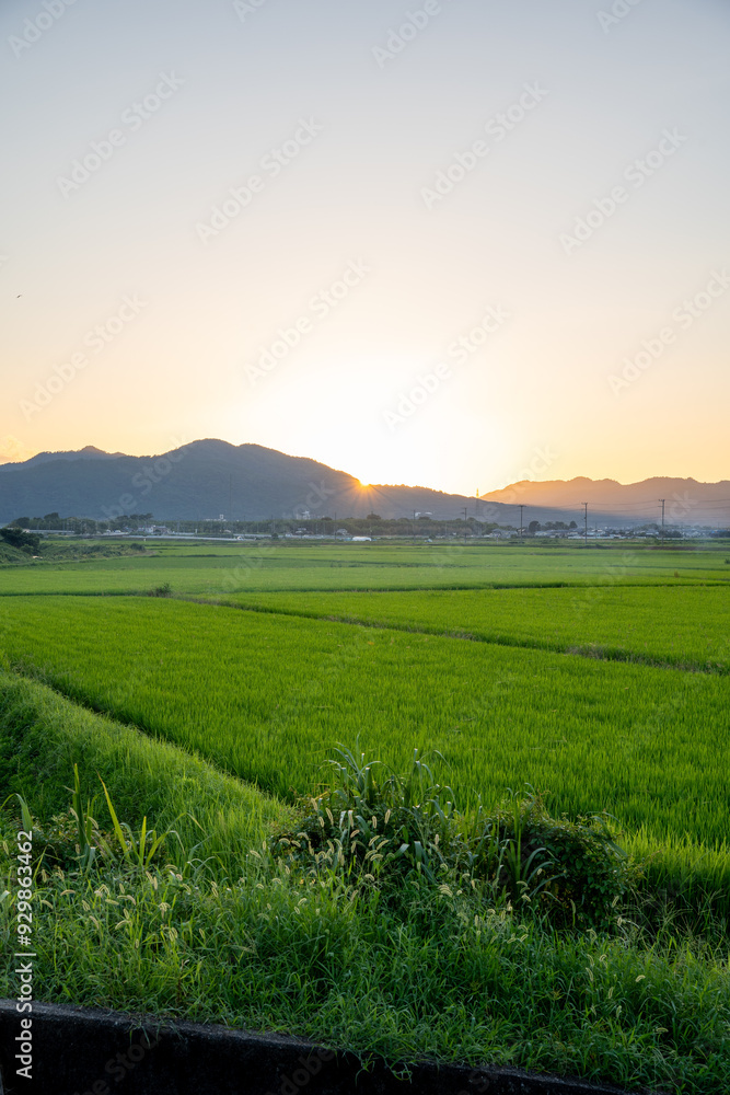 Obraz premium 夕暮れ時の田んぼ風景