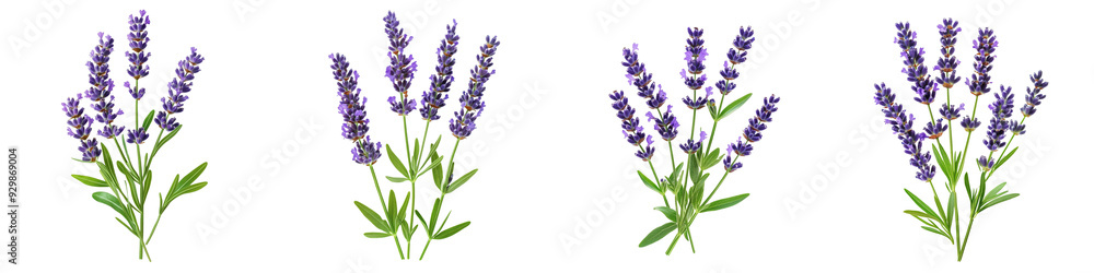 Obraz premium set of A lavender flower stems on a transparent background