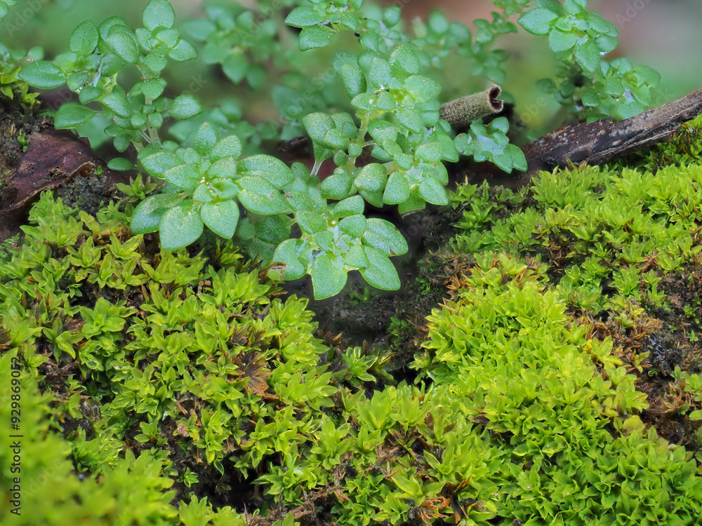 Moss grows in moist forests. Moss grows in moist forests.