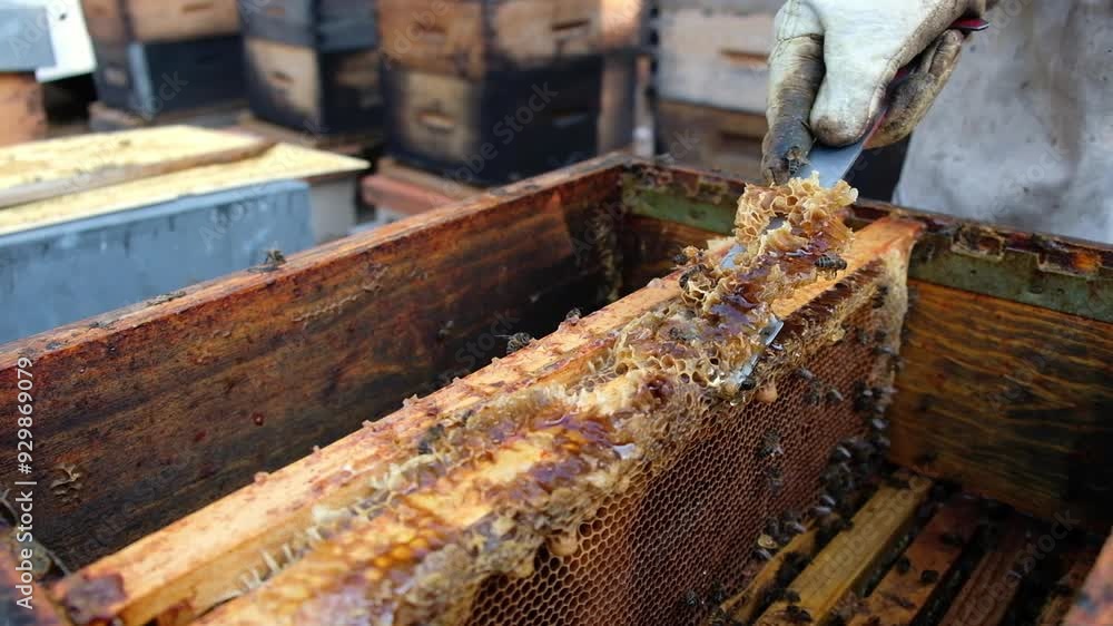A beekeeper carefully scrapes excess honeycomb from the top of a beehive, preparing for honey extraction and hive maintenance. A beekeeper carefully scrapes excess honeycomb from the top of a beehive, preparing for honey extraction and hive maintenance.