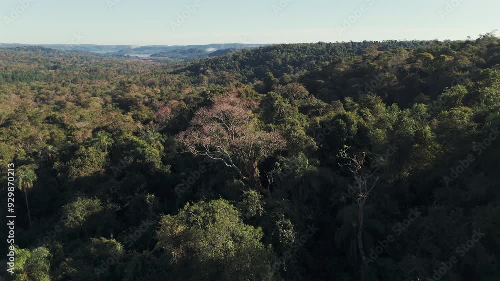 Dense jungle with blooming pink lapacho trees in the Atlantic Forest of Misiones, Argentina. Dense jungle with blooming pink lapacho trees in the Atlantic Forest of Misiones, Argentina.