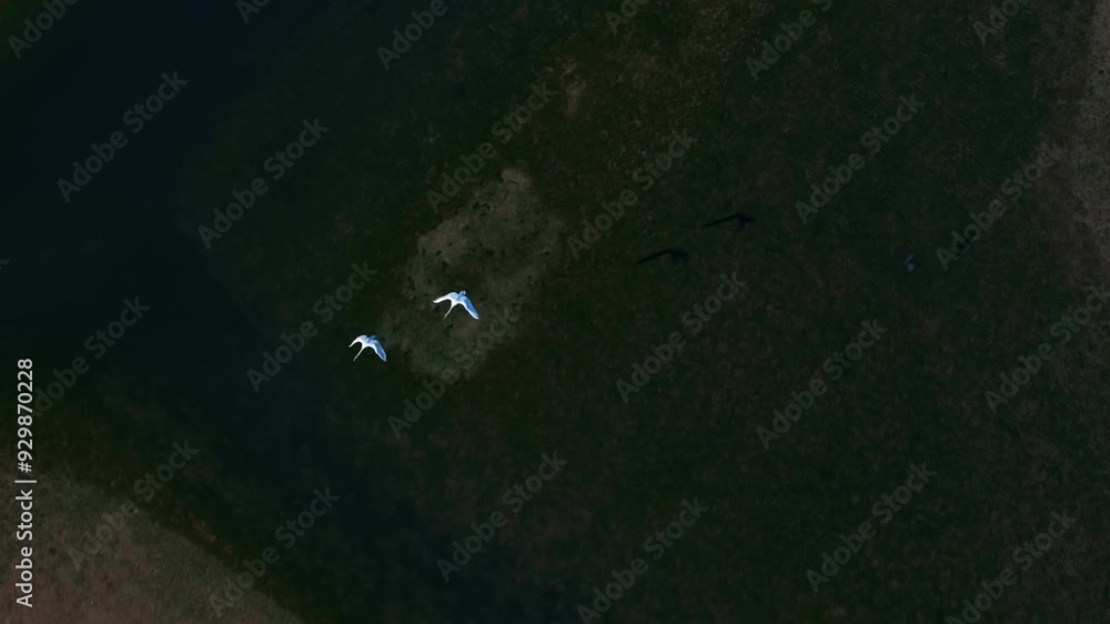 Top-down aerial tracking shot of two swans flying over wetlands Top-down aerial tracking shot of two swans flying over wetlands