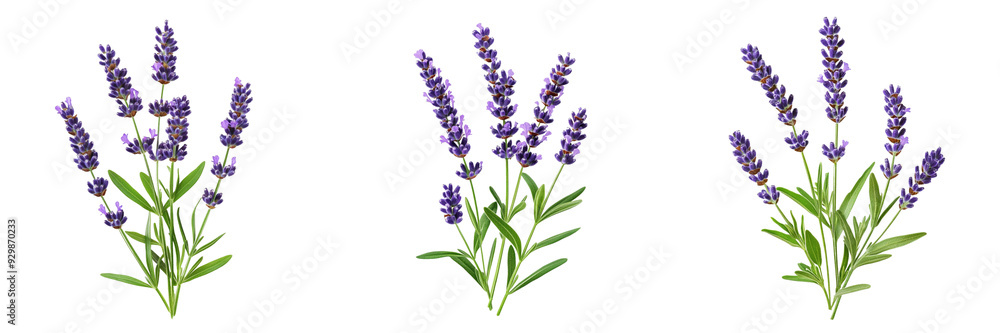 Obraz premium set of A lavender flower stems on a transparent background