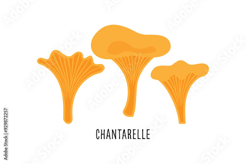 Yellow chanterelle mushrooms, vector illustration.