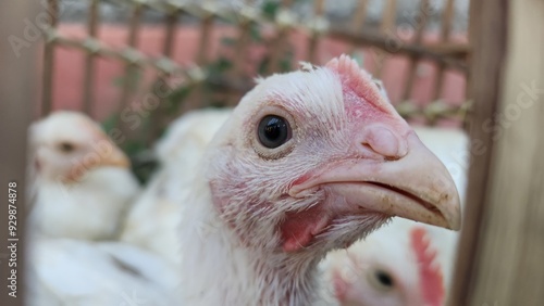 Close up photo of white broiler chicken hen farm in the cage. Breeding white chickens without eggs in the cage.