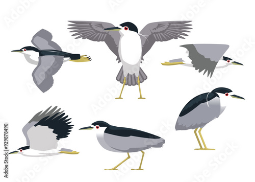 Night Heron Various Poses Cartoon Vector Illustration Isolated Character