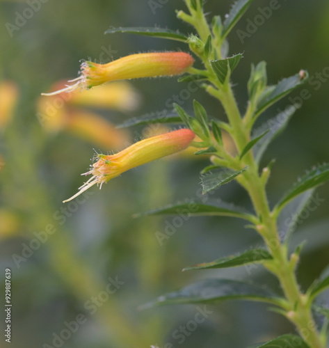 Beautiful close-up of cuphea micropetala photo