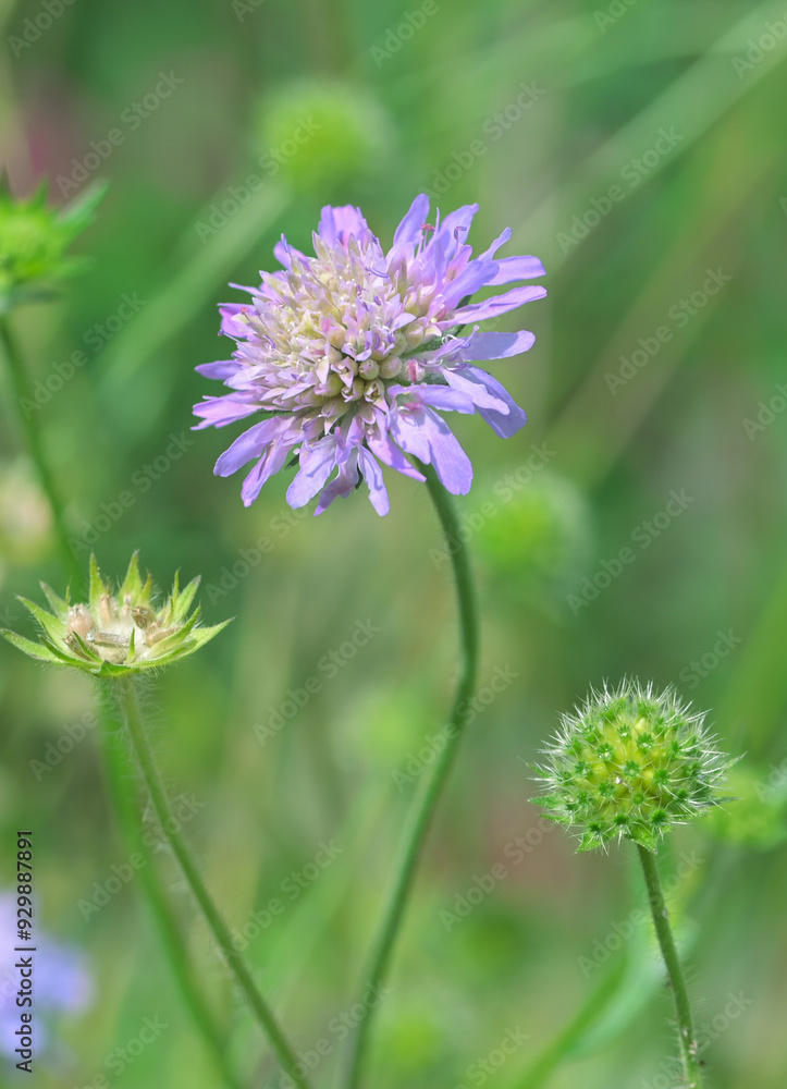 Beautiful close-up of a knautia arvensis flower Beautiful close-up of a knautia arvensis flower