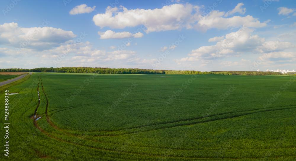 Obraz premium Drone view of the forest and fields, top view and blue sky on a sunny summer day