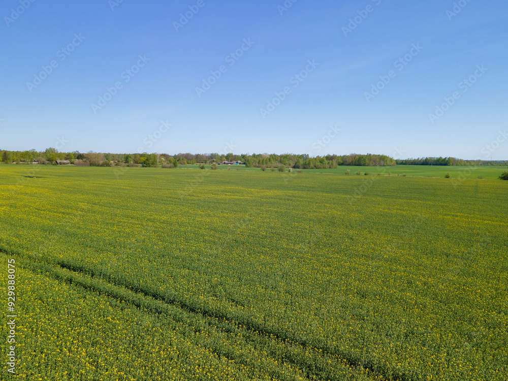 Drone view of the forest and fields, top view and blue sky on a sunny summer day Drone view of the forest and fields, top view and blue sky on a sunny summer day