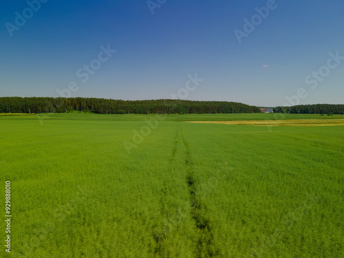 Drone view of the forest and fields, top view and blue sky on a sunny summer day