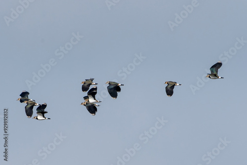 Fliegende Kiebitze im Herbst	 photo