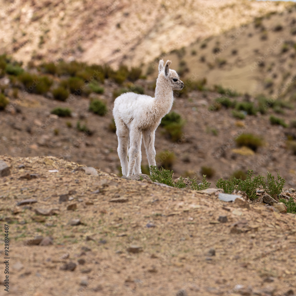 A young Llama in Northwest Argentina. Square composition. A young Llama in Northwest Argentina. Square composition.