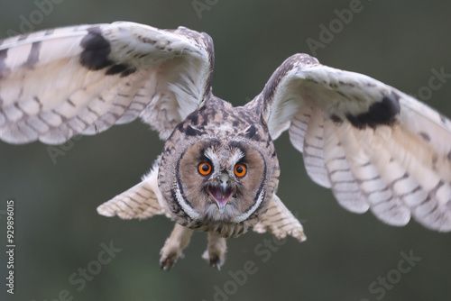 A Long-eared Owl in flight and calling out loud
