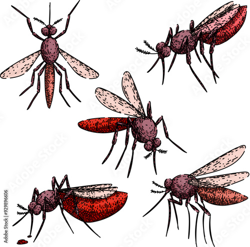 mosquito set hand drawn. malaria dengue, zika virus, insect control mosquito vector sketch. isolated color illustration