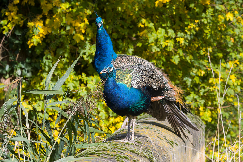 Fototapeta premium Männchen vom Blauen Pfau (Pavo cristatus) 