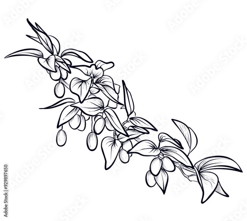 black and white hand-drawn picture of dogwood tree branches with fruits illustration