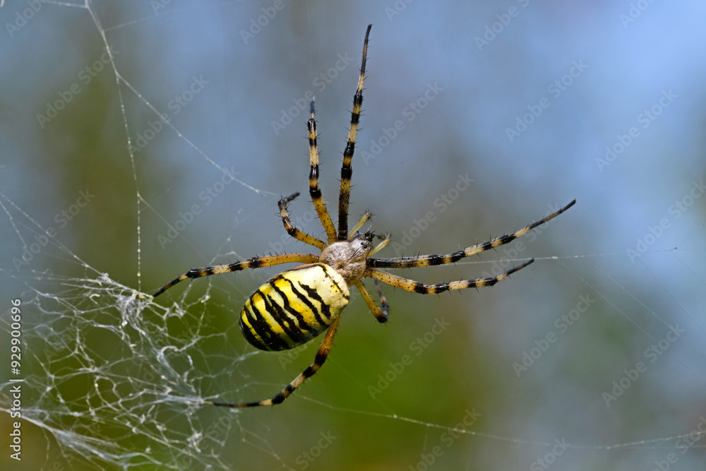 Wasp spider // Wespenspinne, Zebraspinne, Tigerspinne (Argiope bruennichi)