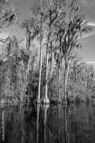 View of epiphytic plants covered bald cypress trees in a wetland in Stephen Foster State Park, USA