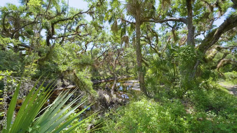 Beautiful tropical nature. Jungle rainforest with small river between green palm trees and wild vegetation in southern Florida. Dense rainforest ecosystem Beautiful tropical nature. Jungle rainforest with small river between green palm trees and wild vegetation in southern Florida. Dense rainforest ecosystem