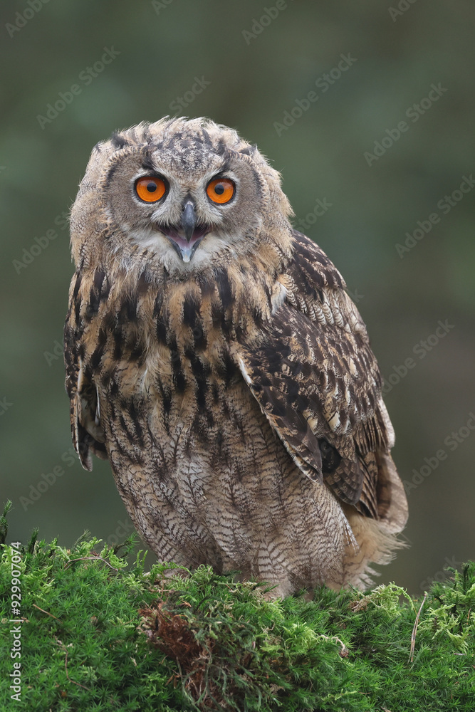 Obraz premium A portrait of an Eurasian Eagle Owl perched on moss covered tree trunk and calling out 