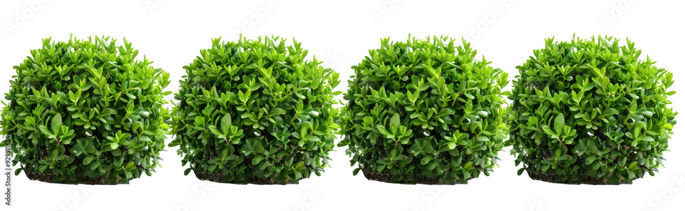 Obraz premium Dense Green Shrubs