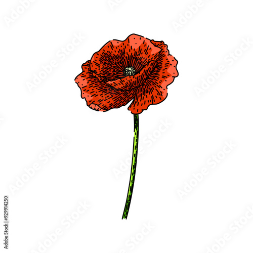 petals poppy hand drawn. garden bloom, plant nature, wildflower remembrance petals poppy vector sketch. isolated color illustration