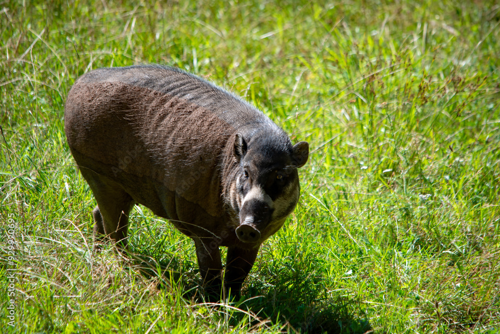 Fototapeta premium Babirusa im Tierpark Nürnberg