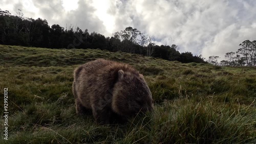 A calm, big fluffy and brown wombat eating grass. Beautiful and cute wombat with brown fur feeding on grass of Cradle Mountain National Park, Tasmania, Australia. Fluffy, relaxed, cuddly wombat. photo