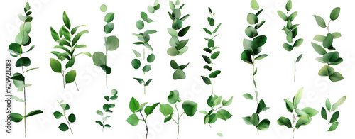 Wallpaper Mural Eucalyptus Branches Collection Torontodigital.ca