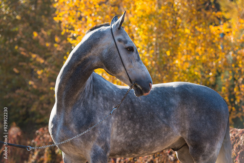 Fotografie Gray Akhal-Teke stallion against a background of autumn leaves