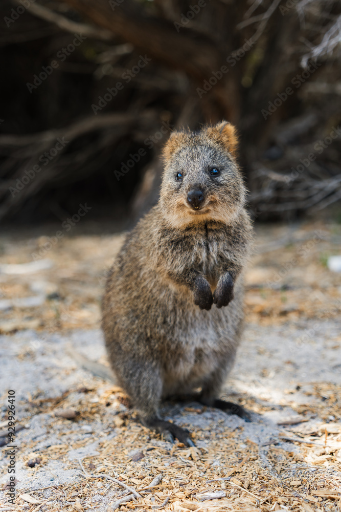 Quokka family on Rottnest island Quokka family on Rottnest island