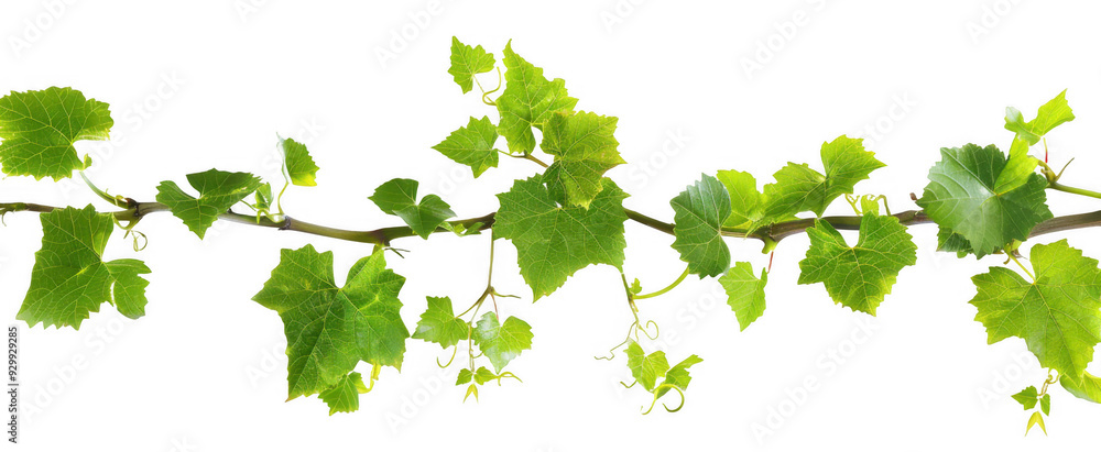 Vine with Green Leaves Vine with Green Leaves