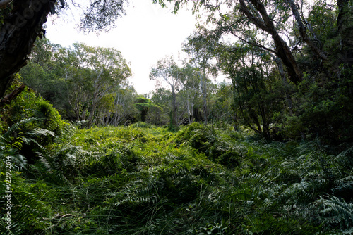 The Lush Heart of Noosa National Park