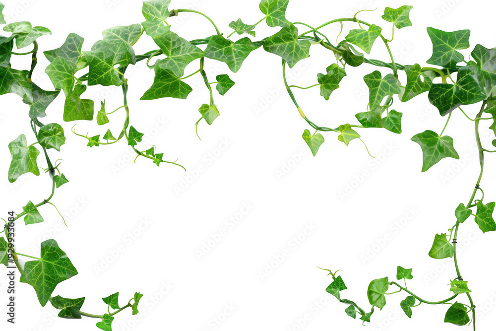 Twisting Vine with Green Leaves Twisting Vine with Green Leaves
