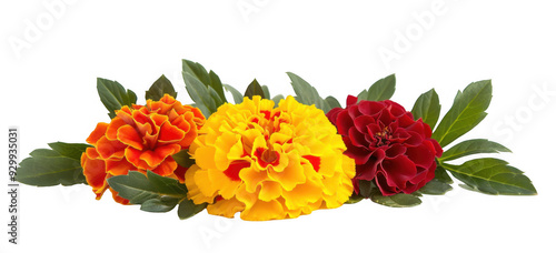 Wallpaper Mural Marigold Flowers with Green Leaves Torontodigital.ca