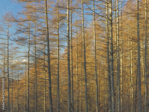 そびえる木々の風景