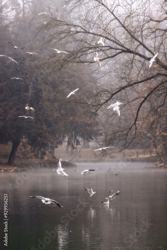 Gli uccelli che volano liberi sul laghetto nel Parco di Monza, tra la foschia mattutina, rappresentano l'anima che si libera dai vincoli terreni, trovando pace e serenità nella natura.