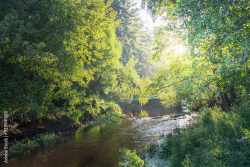 A river with trees on either side