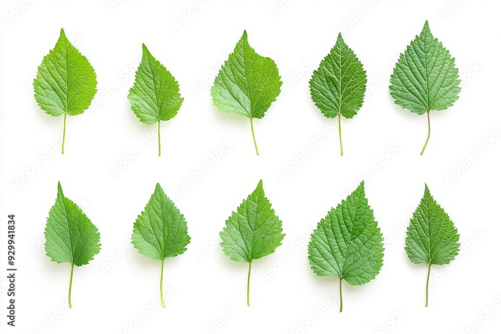 The leaves of a tropical plant isolated on a transparent background The leaves of a tropical plant isolated on a transparent background