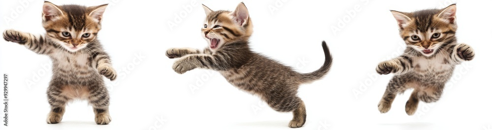 Obraz premium A set of funny cats jumping and playing against a white background