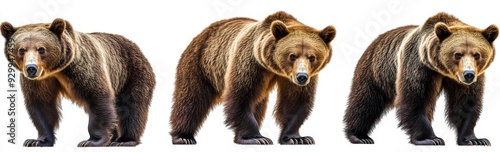 Wallpaper Mural Black and white illustration of grizzly brown bears on a transparent background Torontodigital.ca