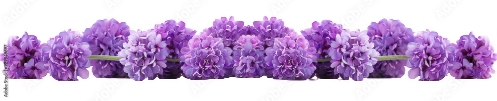 Purple Flower Row Purple Flower Row