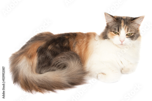 Fluffy long hair cat sitting isolated on the white background photo