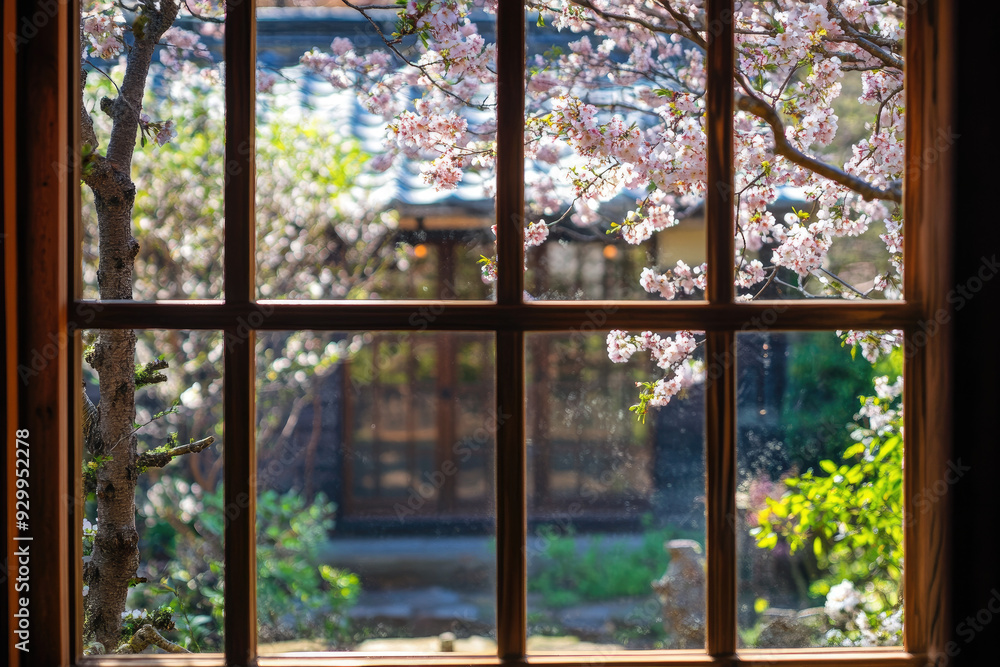 Fototapeta premium Cherry Trees in Full Bloom Viewed Through a Japanese Tea Garden