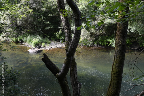 Aliso quebrado a orillas del Eume, Fragas del Eume, Galicia, Spain photo