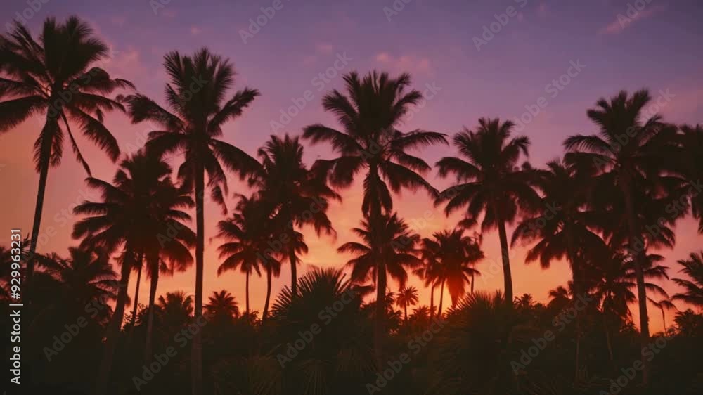 The shadowy forms of palm trees set against a breathtaking sunset The shadowy forms of palm trees set against a breathtaking sunset